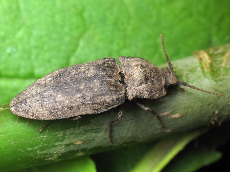 Agrypnus murinus (Linnaeus, 1758)